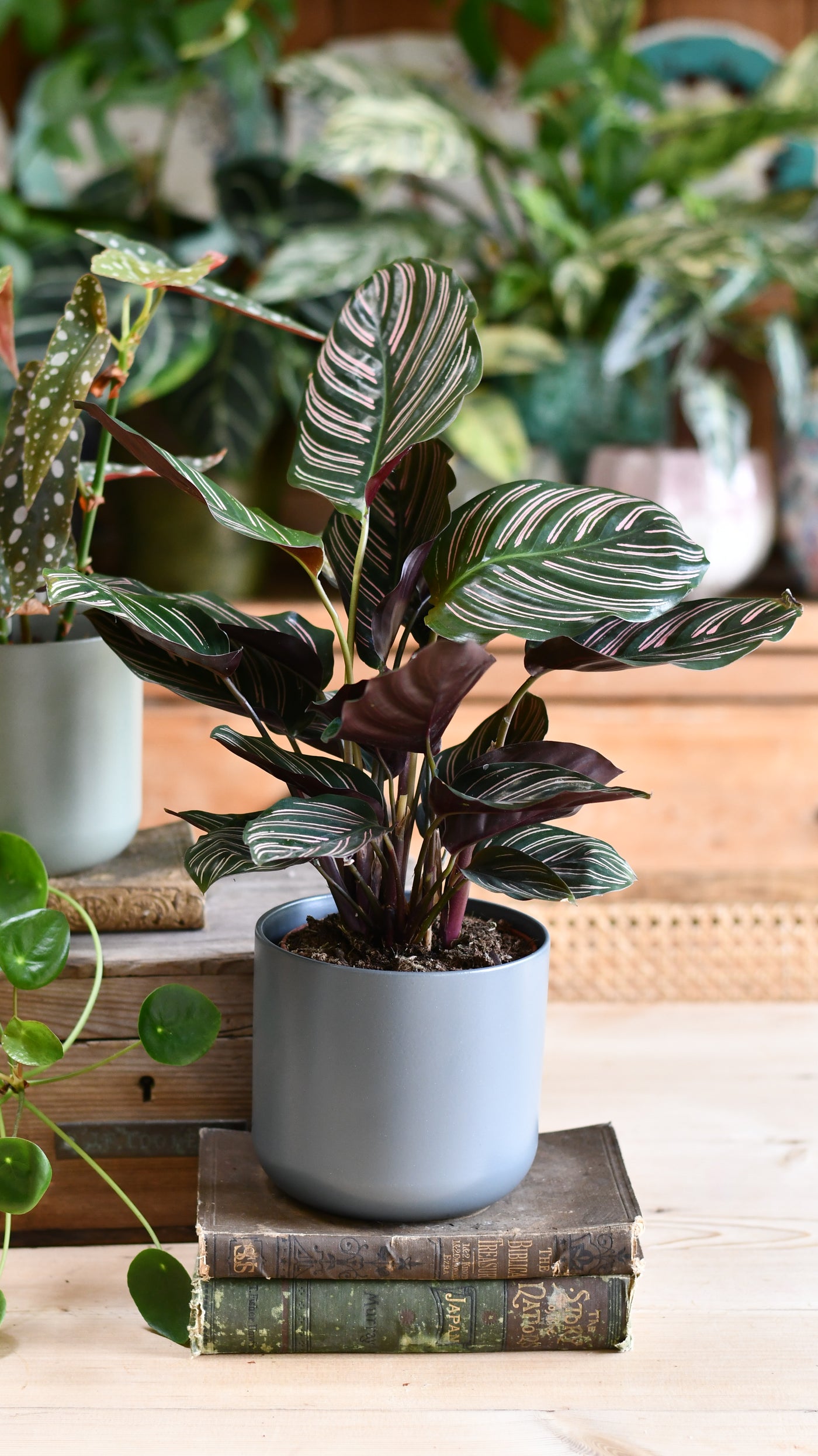 Calathea Sanderiana (Pinstripe Calathea) & Lisbon Planter