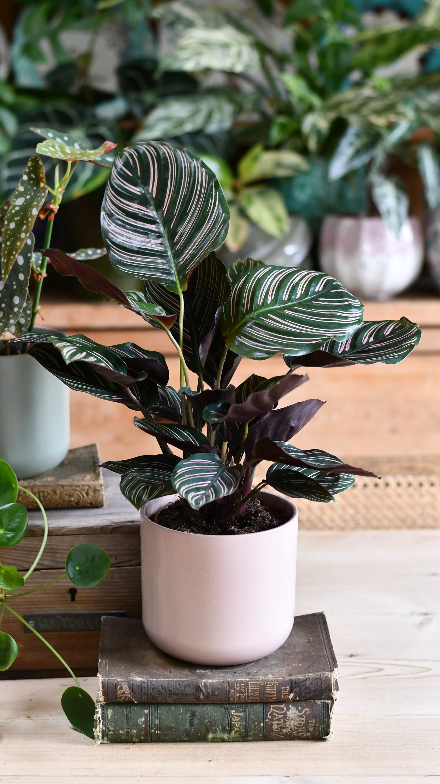 Calathea Sanderiana (Pinstripe Calathea) & Lisbon Planter