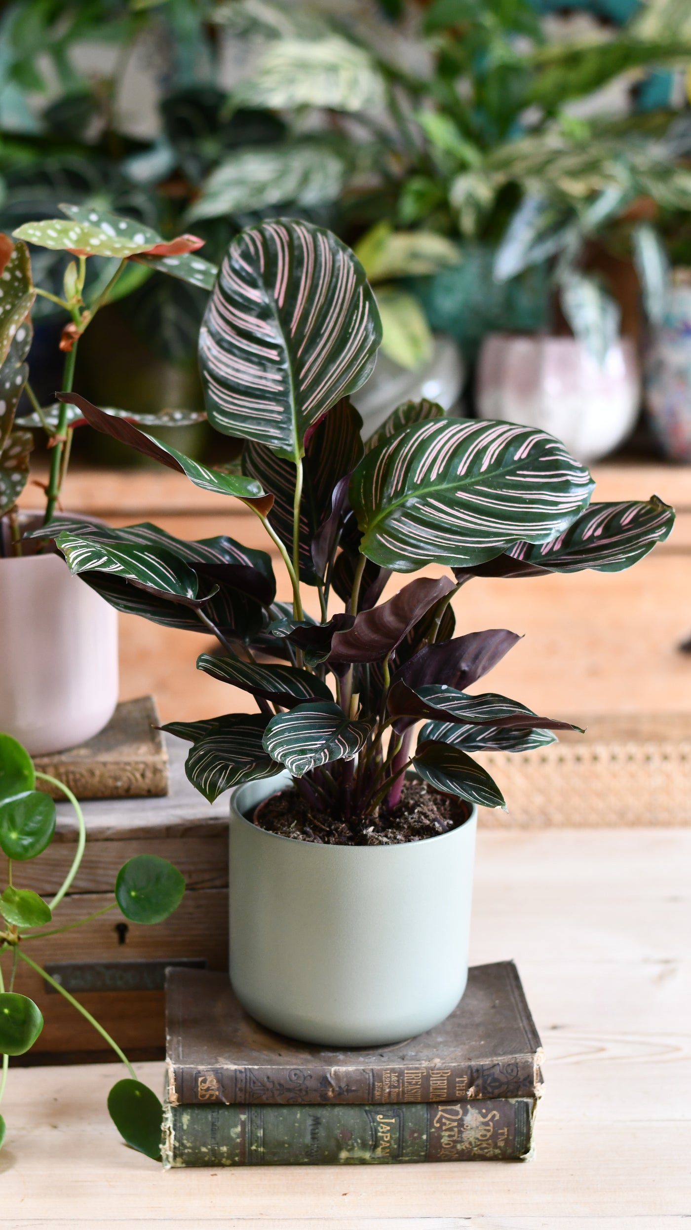 Calathea Sanderiana (Pinstripe Calathea) & Lisbon Planter