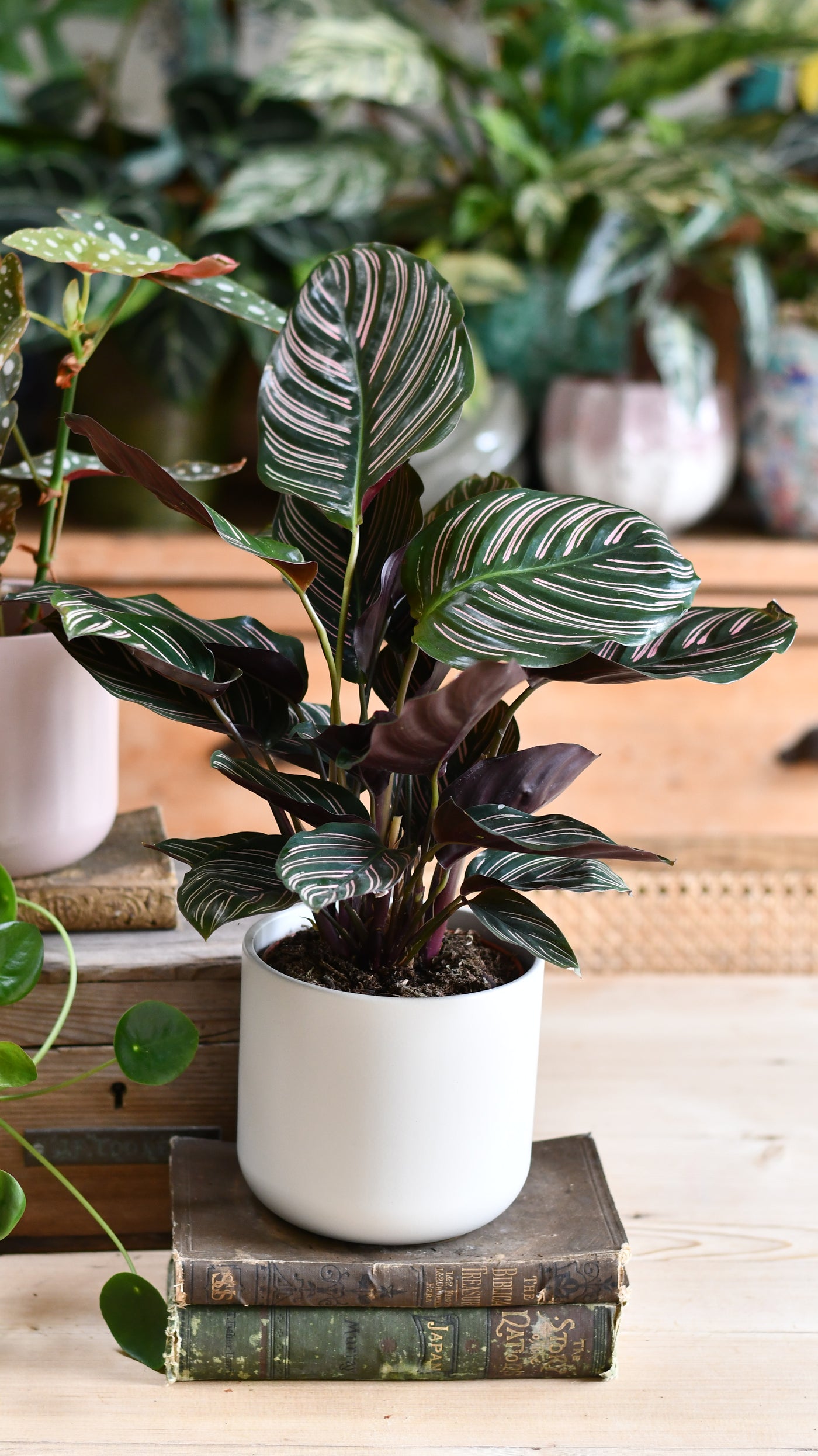 Calathea Sanderiana (Pinstripe Calathea) & Lisbon Planter