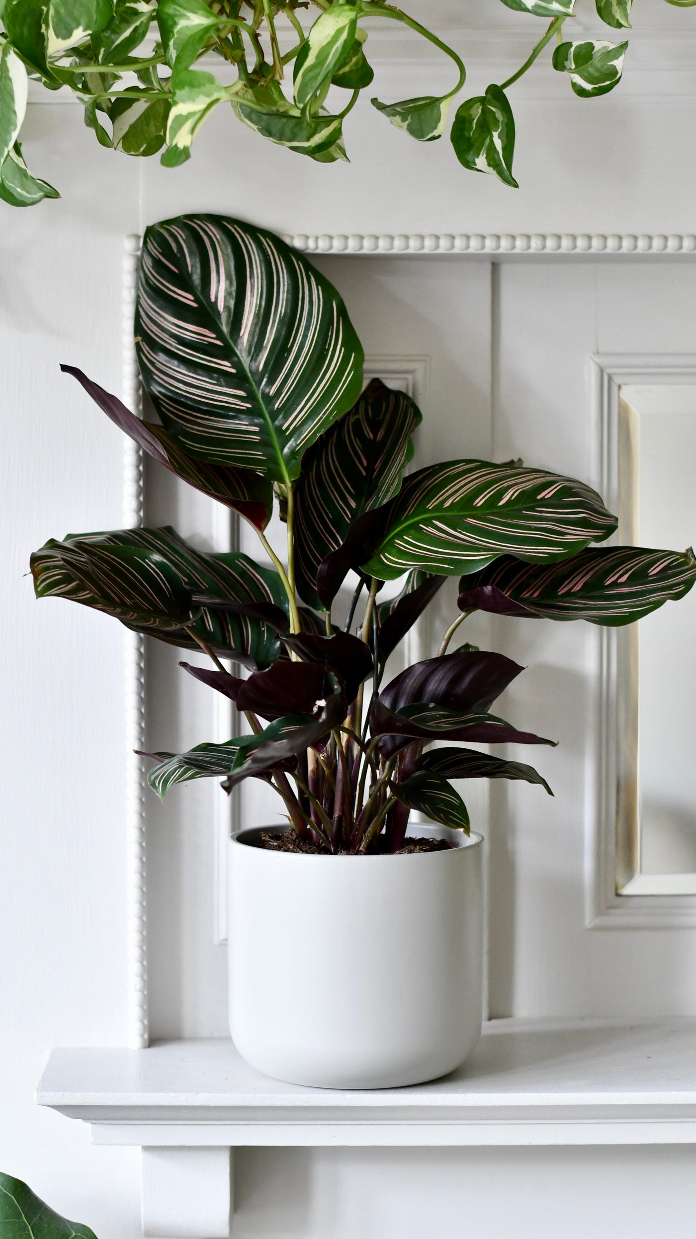 Calathea Sanderiana (Pinstripe Calathea) & Lisbon Planter