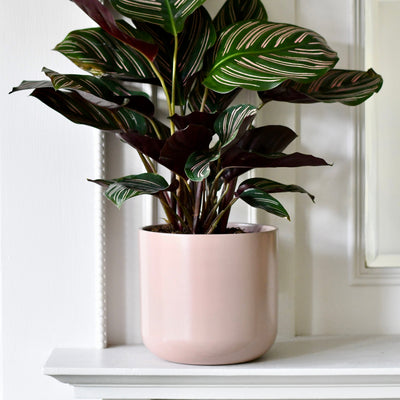 Lisbon Designer Planter Pink Clay 18cm