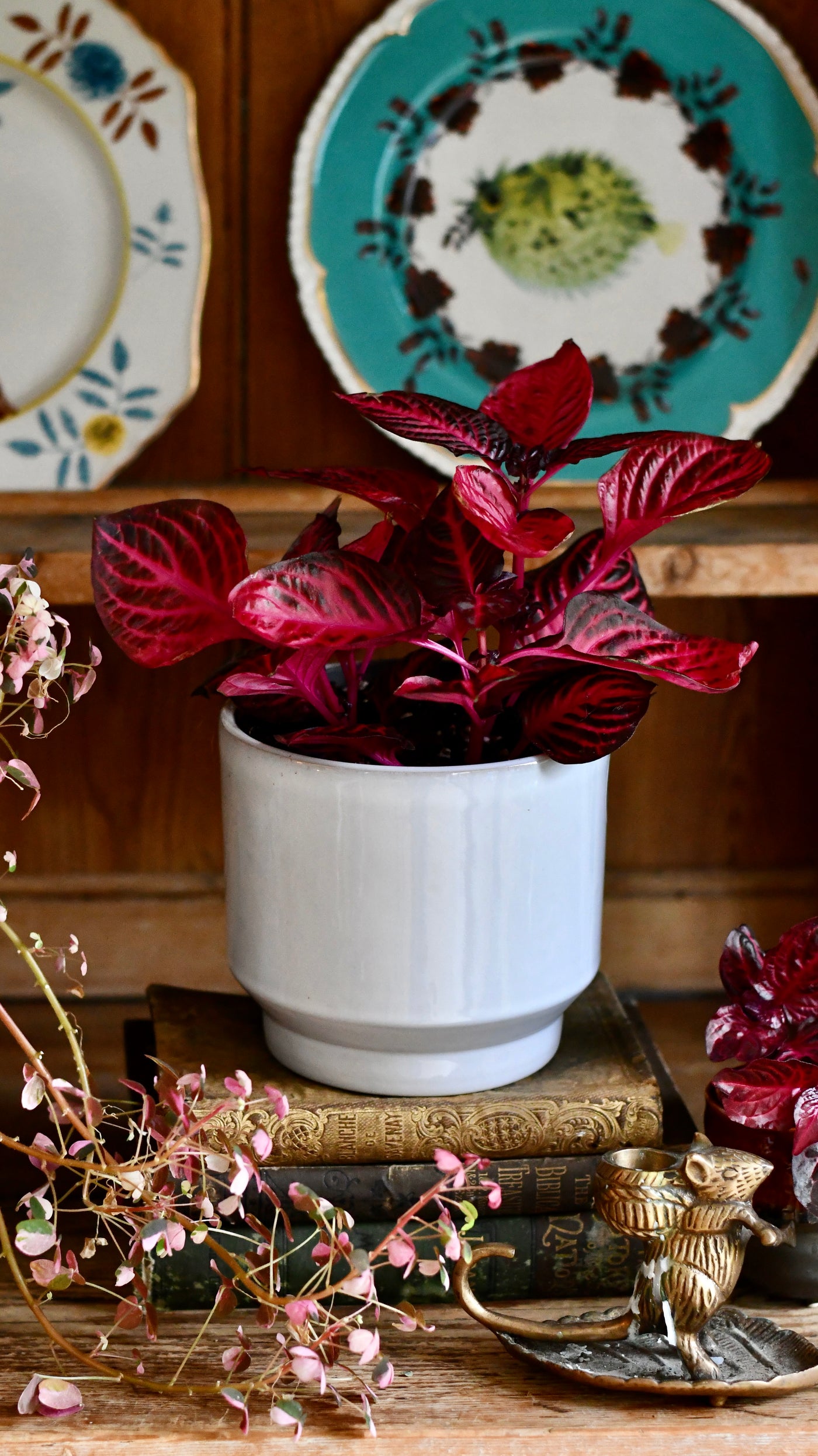 Large Blood Leaf Plant (Iresine Herbstii, Chicken-Gizzard, Beefsteak Plant)