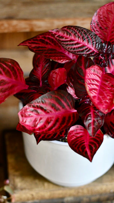 Large Blood Leaf Plant (Iresine Herbstii, Chicken-Gizzard, Beefsteak Plant)