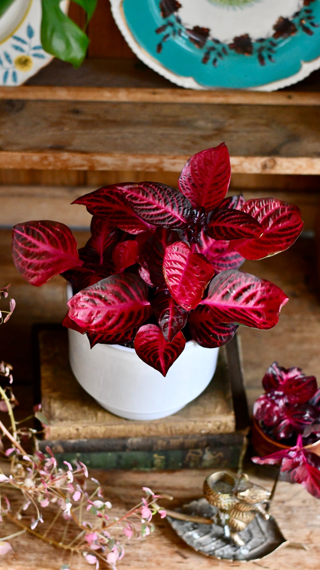 chicken gizzard plant indoor Large Blood Leaf Plant | Iresine Herbstii | Chicken-Gizzard | Beefsteak Plant
