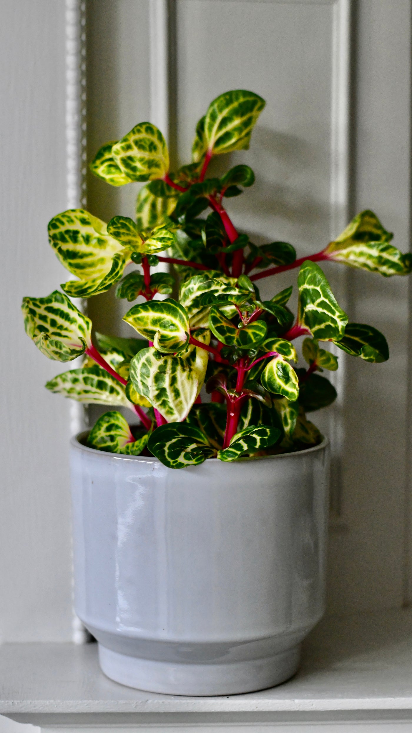 iresine plant indoors Large Iresine herbstii Funnygold | Rare Plant