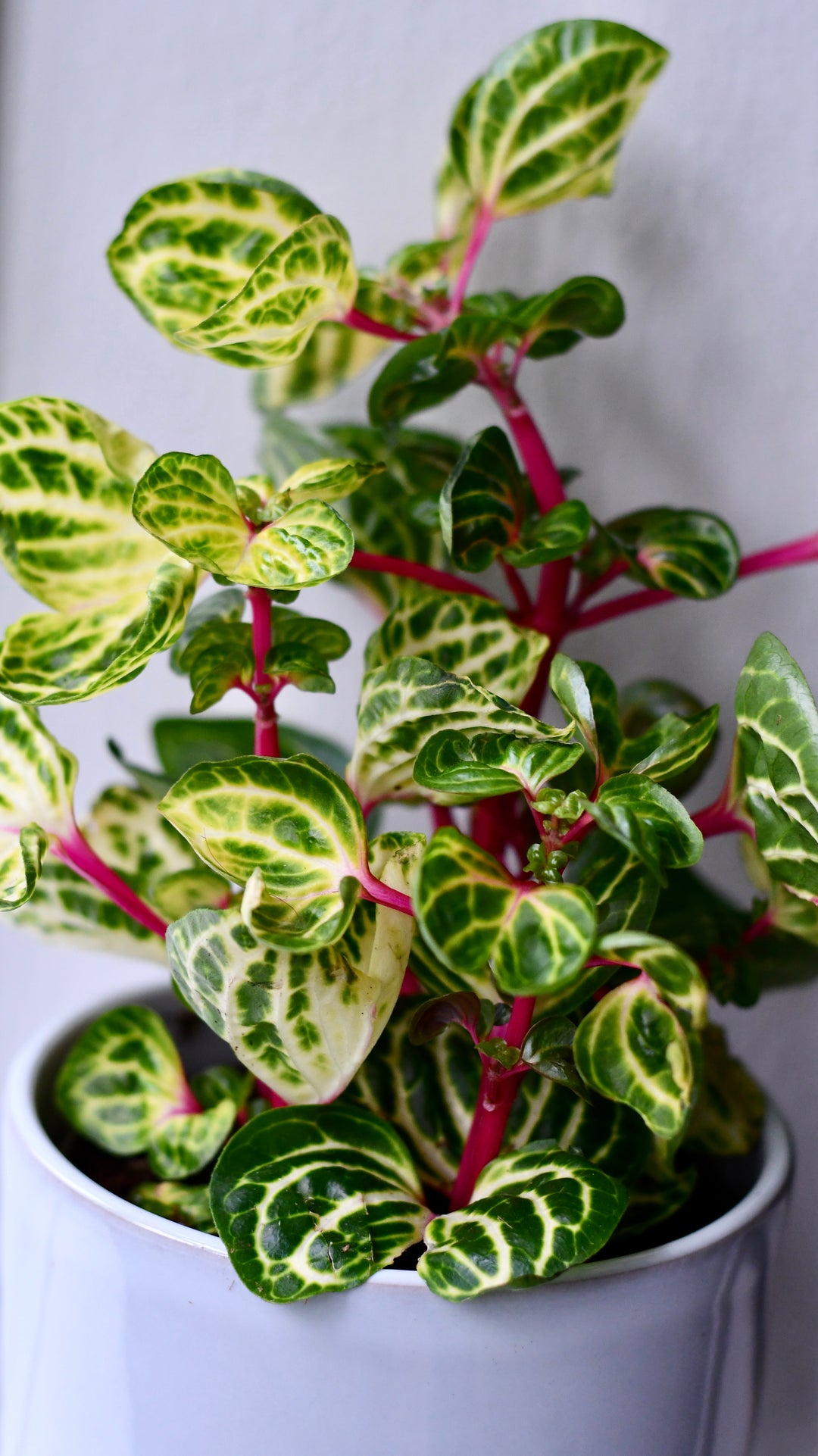 bloodleaf plant care indoors Large Iresine herbstii Funnygold | Rare Plant