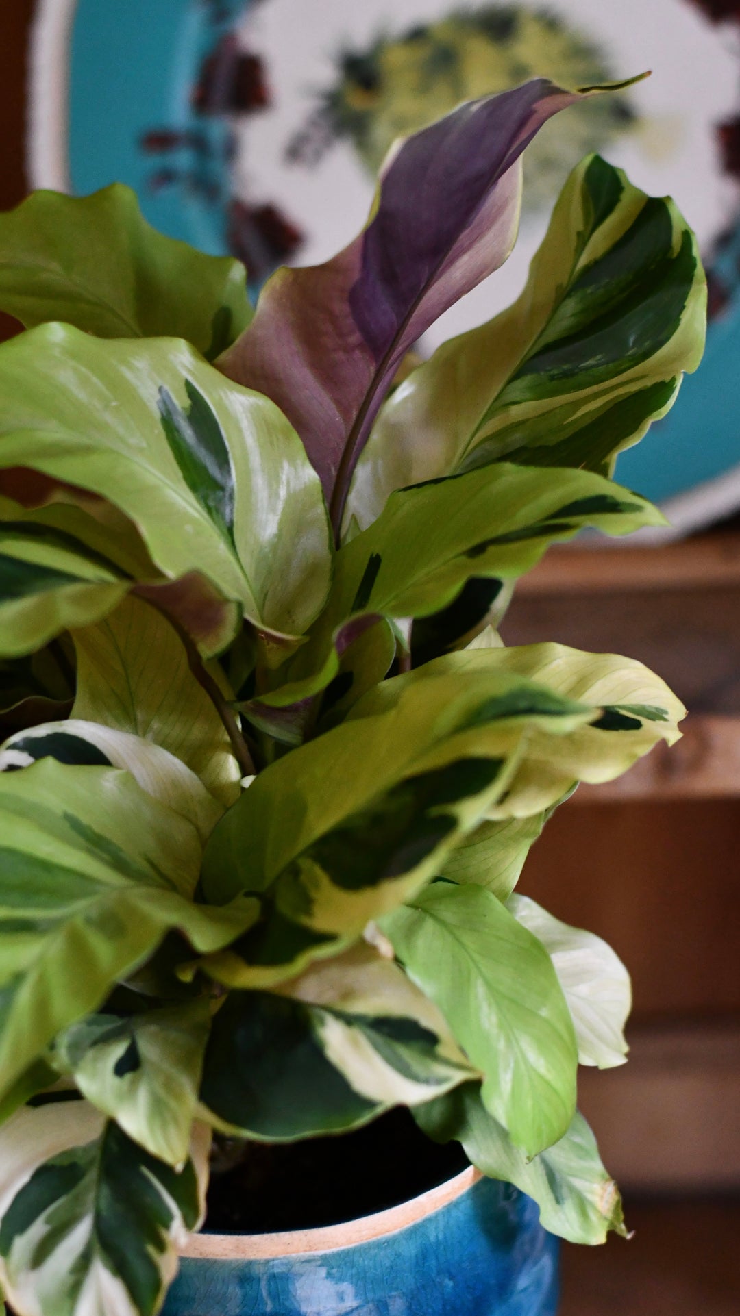 Calathea Yellow Fusion | Rare Plants