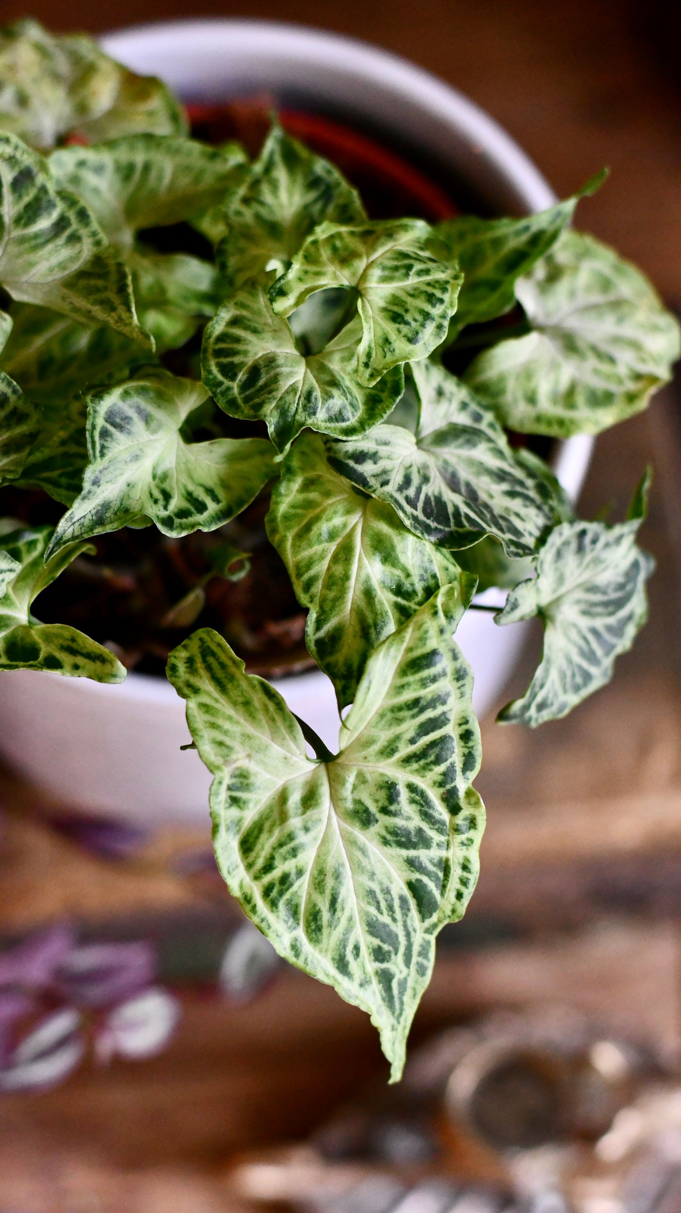 Syngonium podophyllum 'Batik'