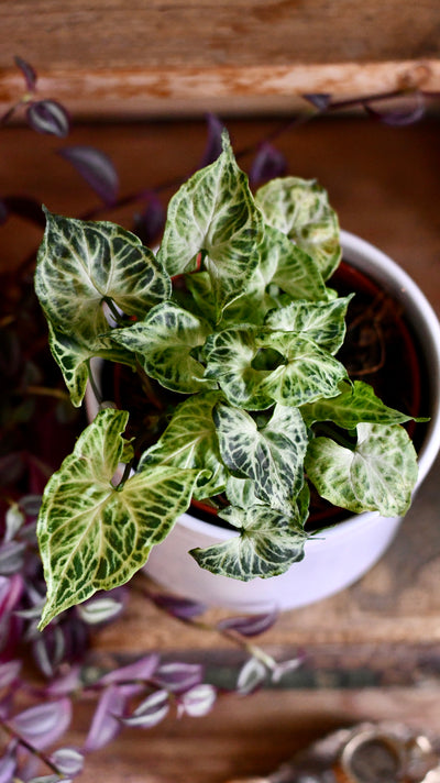 Syngonium podophyllum 'Batik'