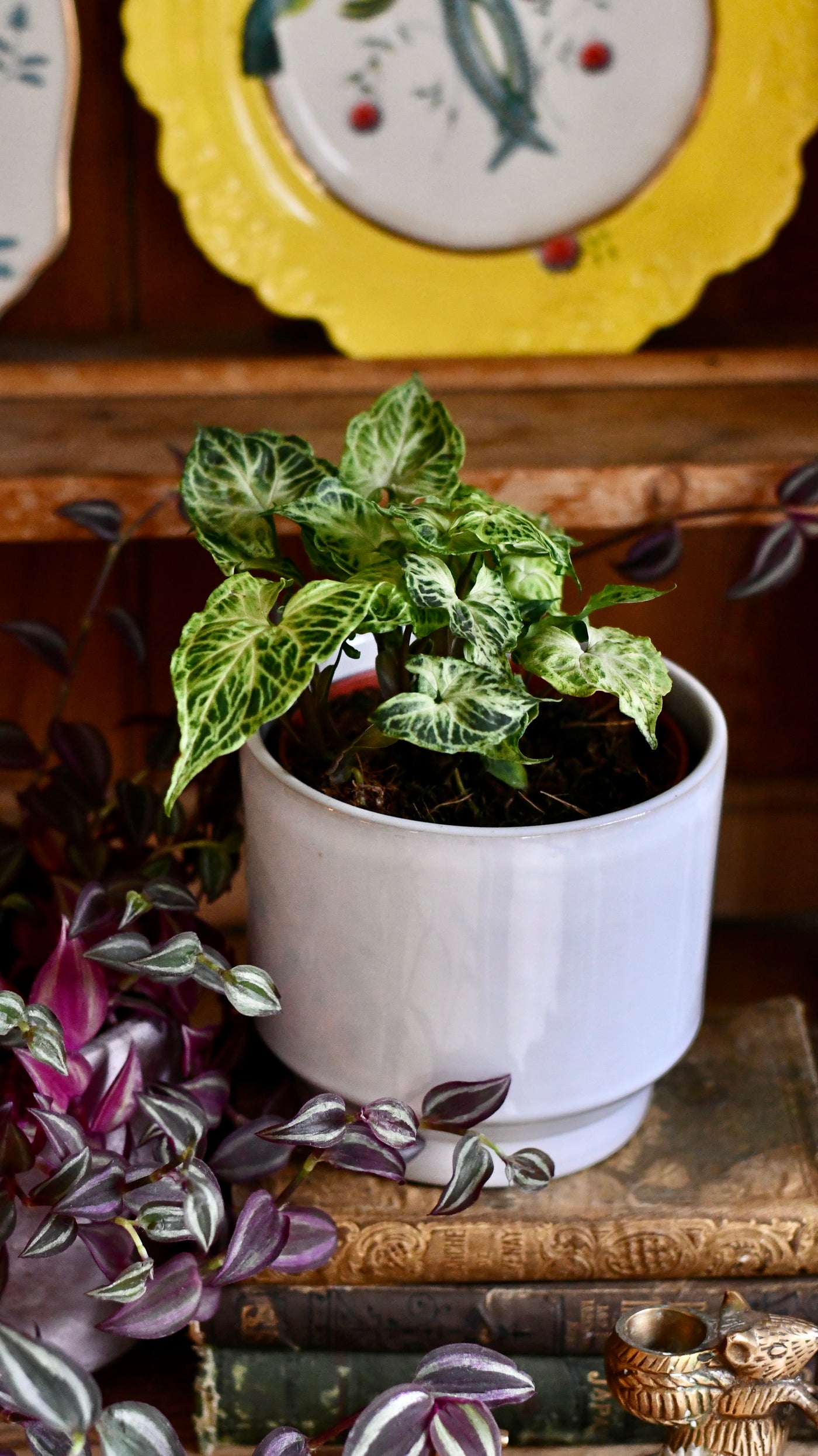 Syngonium podophyllum 'Batik'