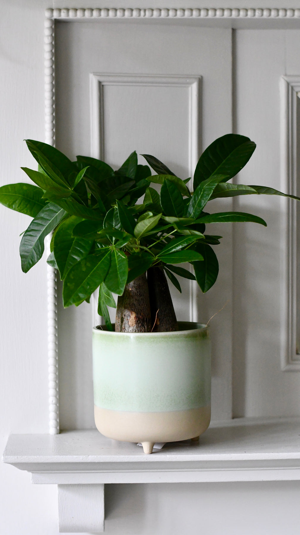Mini Money Tree | Fortune Tree | Pachira Aquatica | Happy Houseplants ...