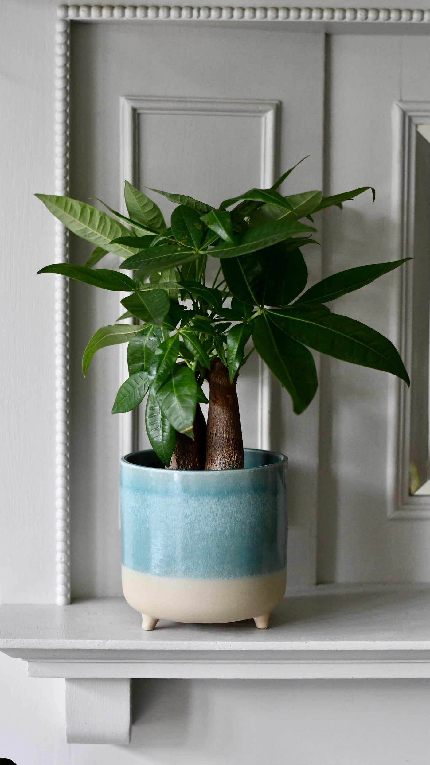Mini Money Tree | Fortune Tree | Pachira Aquatica | Happy Houseplants ...