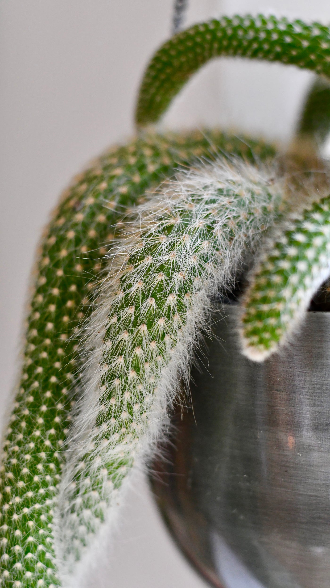Hildenwintera Colademononis or Monkey Tail Cactus,