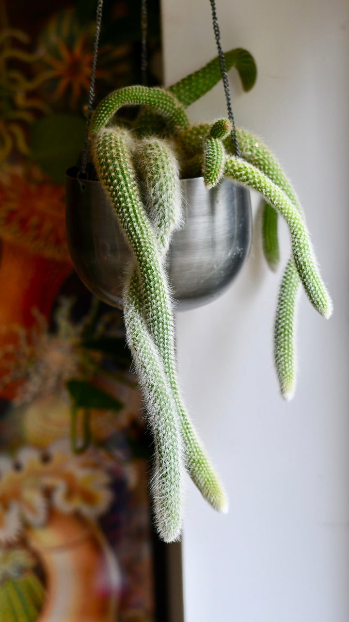 monkey tail hanging plant Hildenwintera Colademononis | Monkey Tail Cactus | Rare Cactus