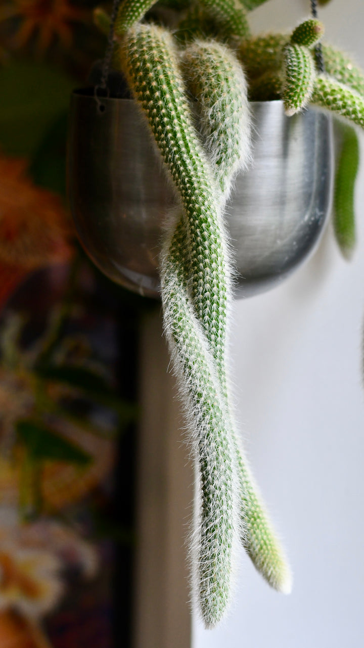 Hildenwintera Colademononis | Monkey Tail Cactus | Rare Cactus