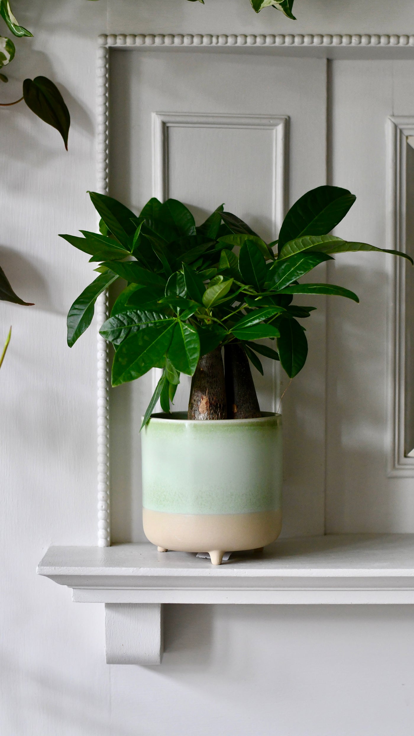 Pot plants deals indoor