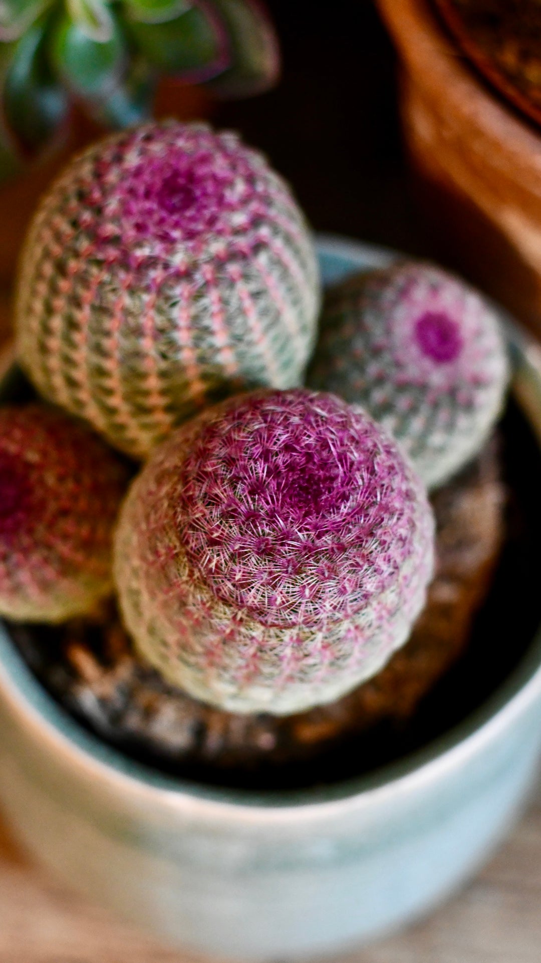 Echinocereus rigidissimus rubrispinus | rainbow hedgehog cactus
