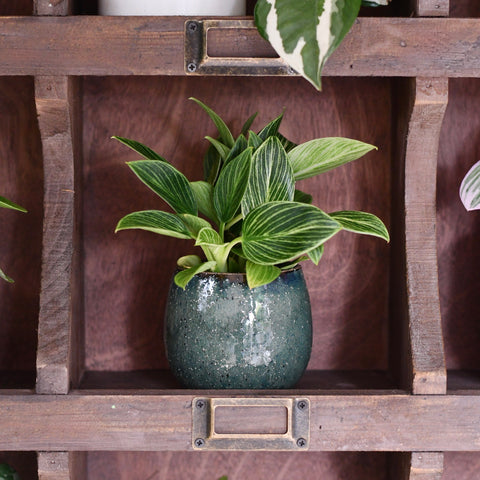Odile Petrol Ceramic Pot  – Textured Blue Glaze Planter