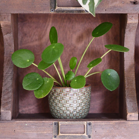 Kyoto Green Ceramic Plant Pot
