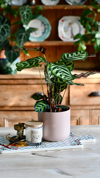 Calathea Makoyana (Also Known As Peacock Plant Or Cathedral Windows) & Lisbon Planter