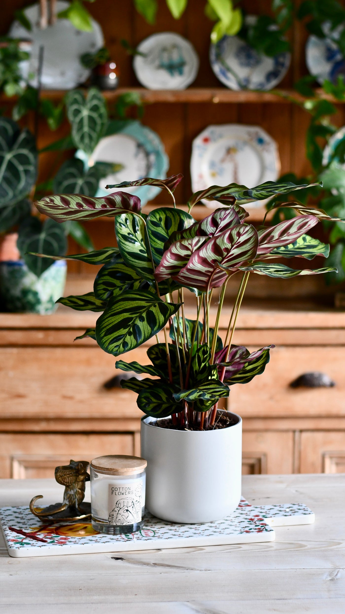 Calathea Makoyana (Also Known As Peacock Plant Or Cathedral Windows) & Lisbon Planter