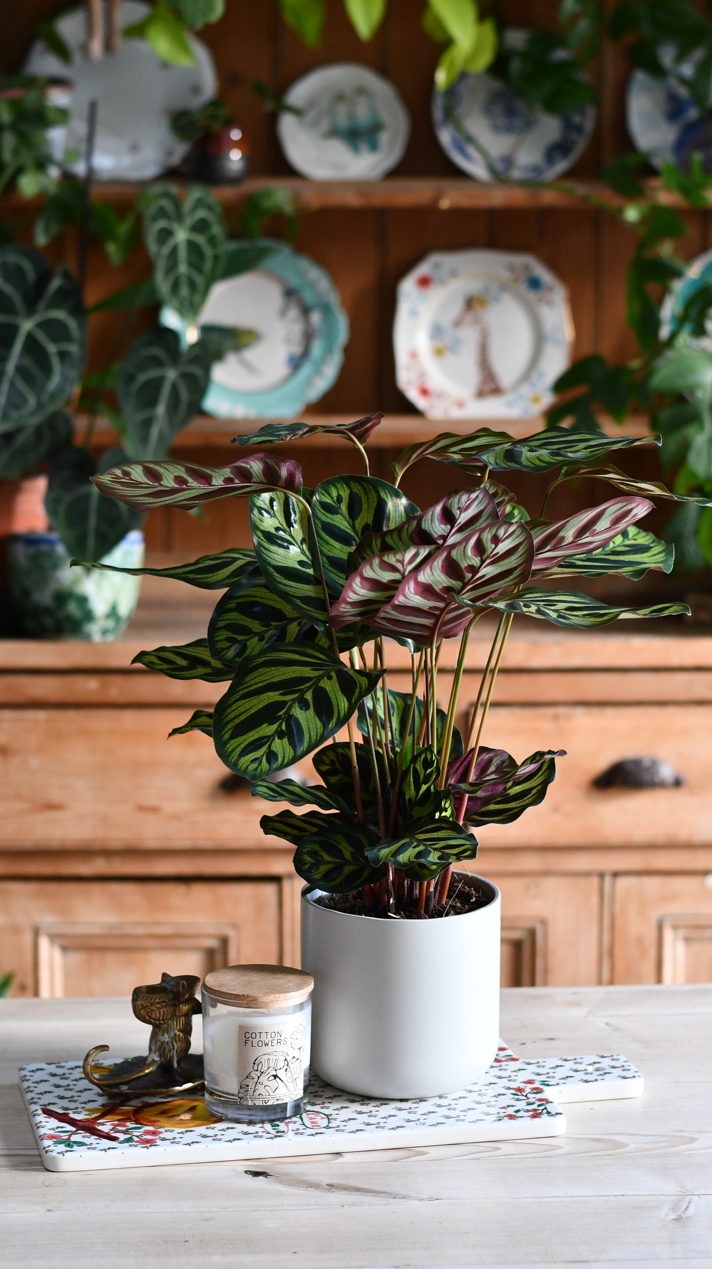 Calathea Makoyana (Also Known As Peacock Plant Or Cathedral Windows) & Lisbon Planter