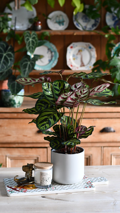 Calathea Makoyana (Also Known As Peacock Plant Or Cathedral Windows) & Lisbon Planter