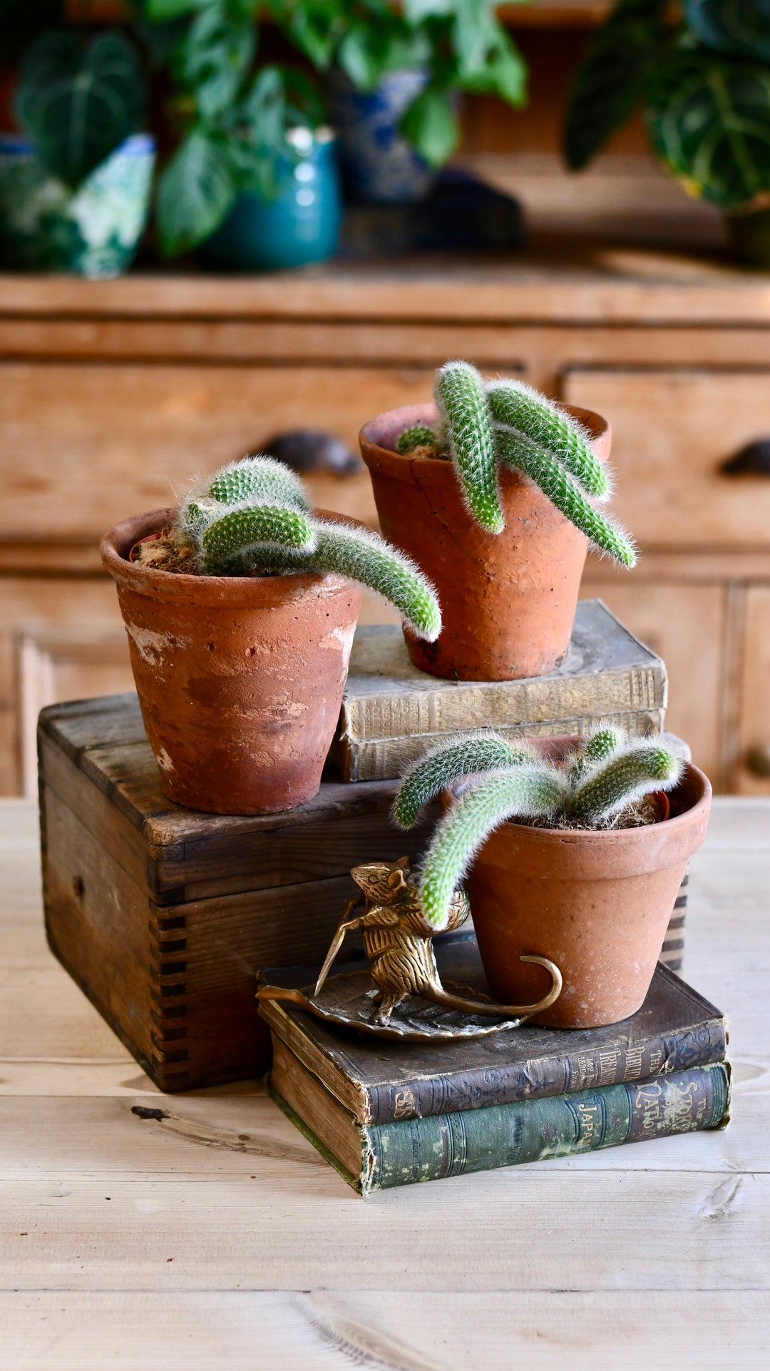 konect 鉢　DragonTail Baby Hildenwintera Colademononis | Monkey Tail Cactus | Rare