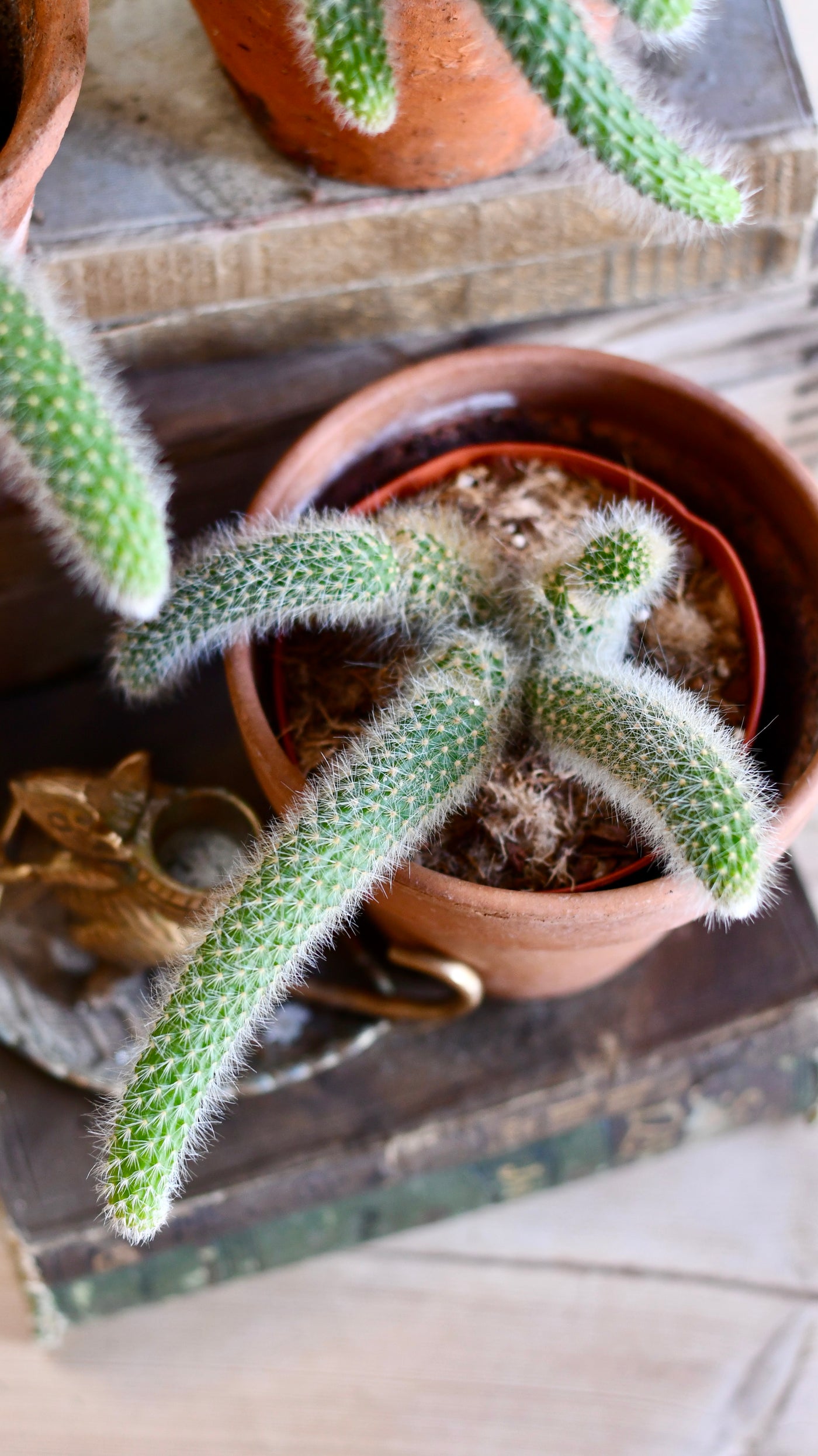 Baby Hildewintera Colademononis or Monkey Tail Cactus