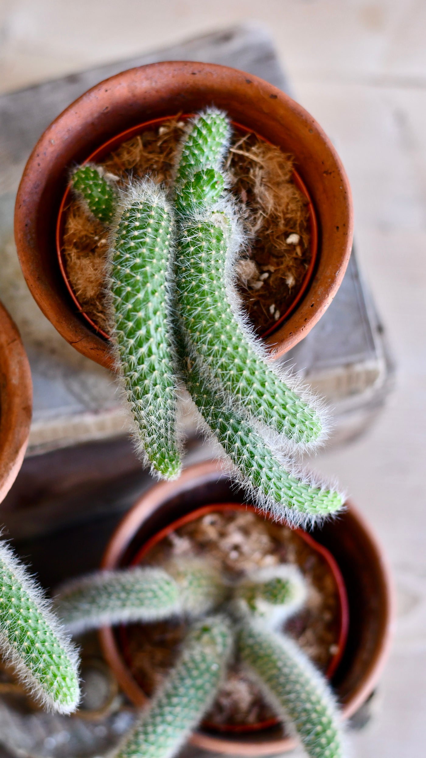 Baby Hildewintera Colademononis or Monkey Tail Cactus