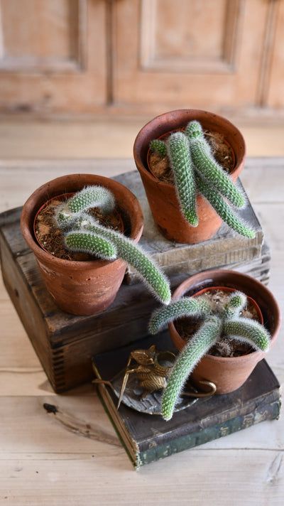Baby Hildewintera Colademononis or Monkey Tail Cactus