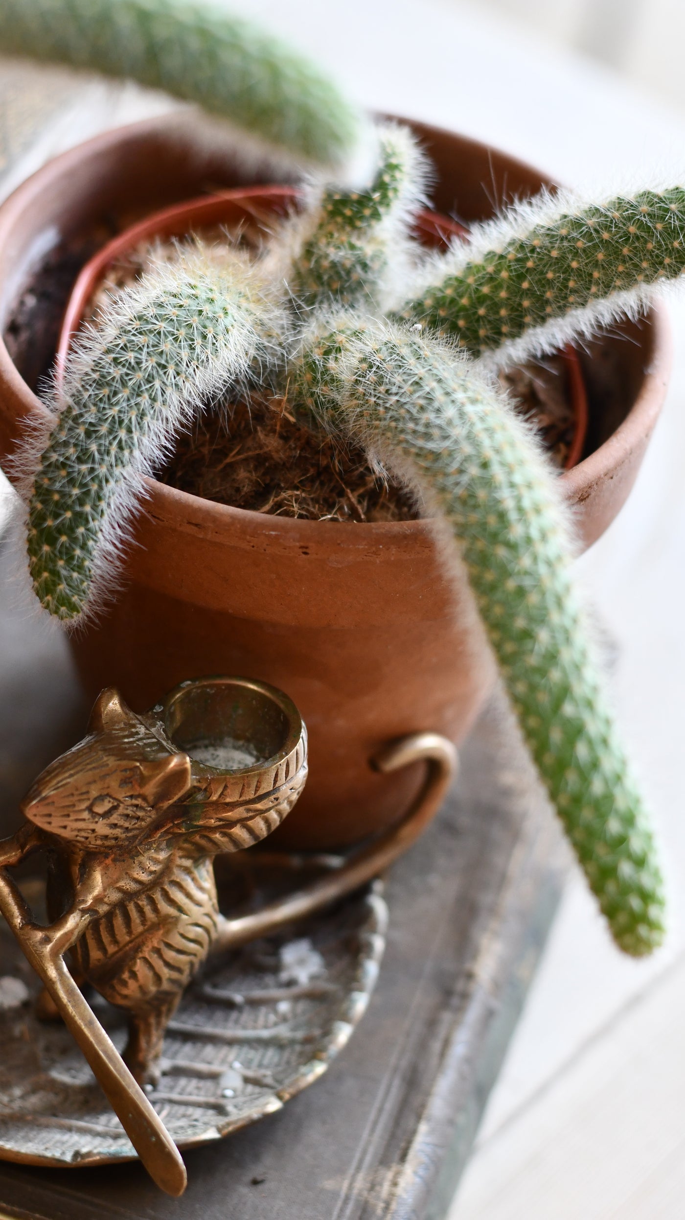 Baby Hildewintera Colademononis or Monkey Tail Cactus