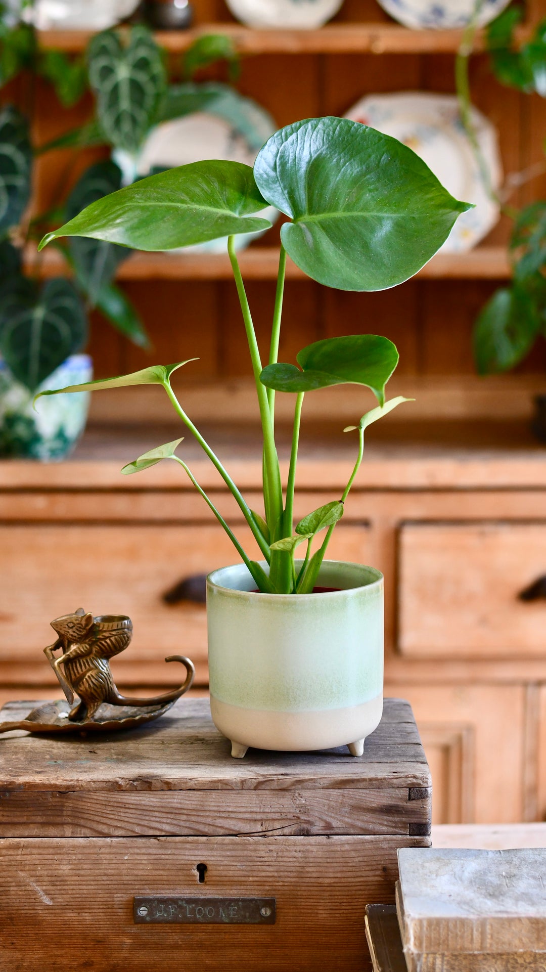 trader joe's monstera deliciosa Mini Monstera Deliciosa | Swiss Cheese Plant