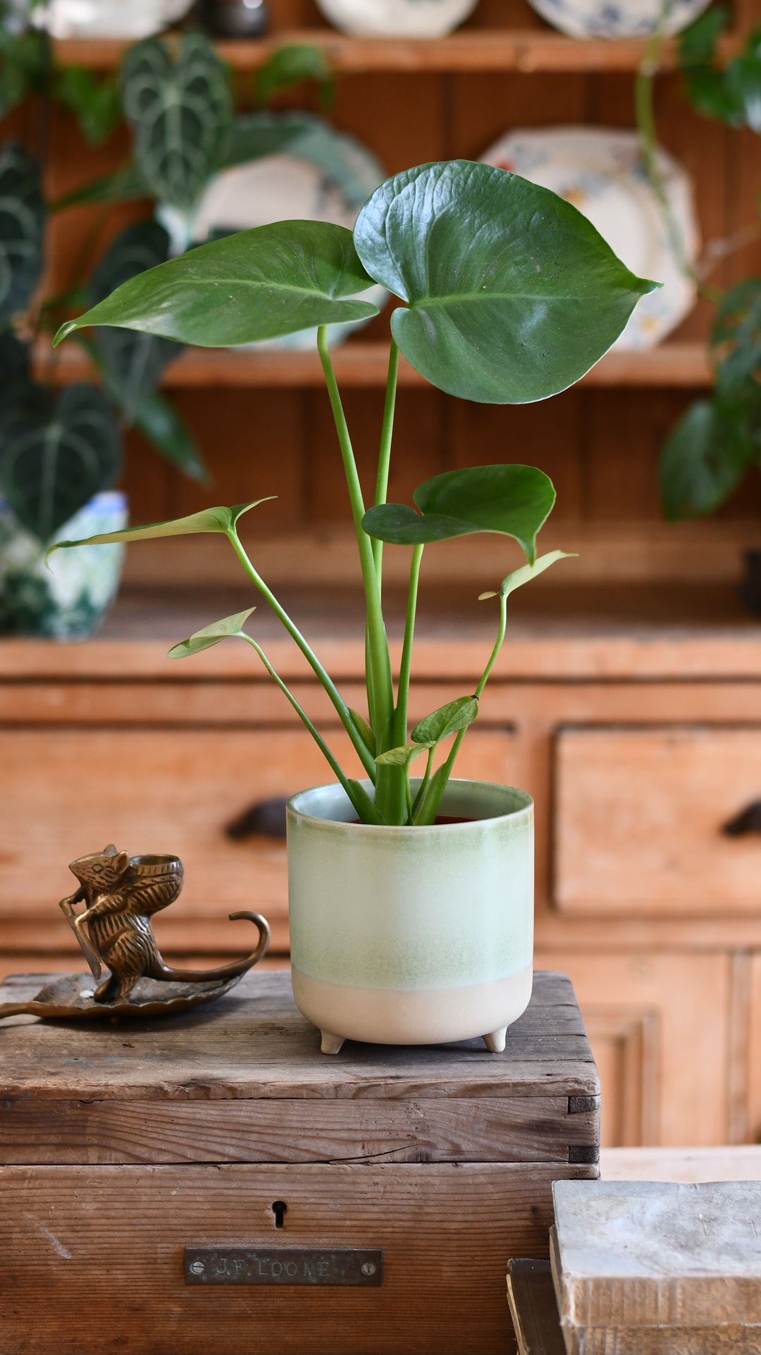 Mini Monstera Deliciosa | Swiss Cheese Plant