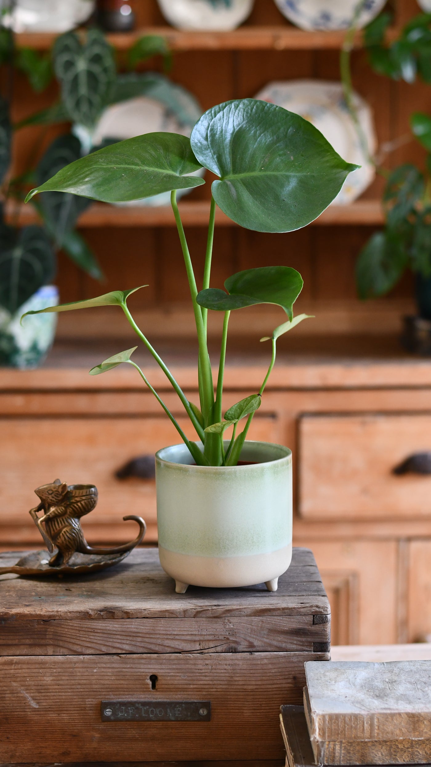 miniature monstera deliciosa Mini Monstera Deliciosa | Swiss Cheese Plant