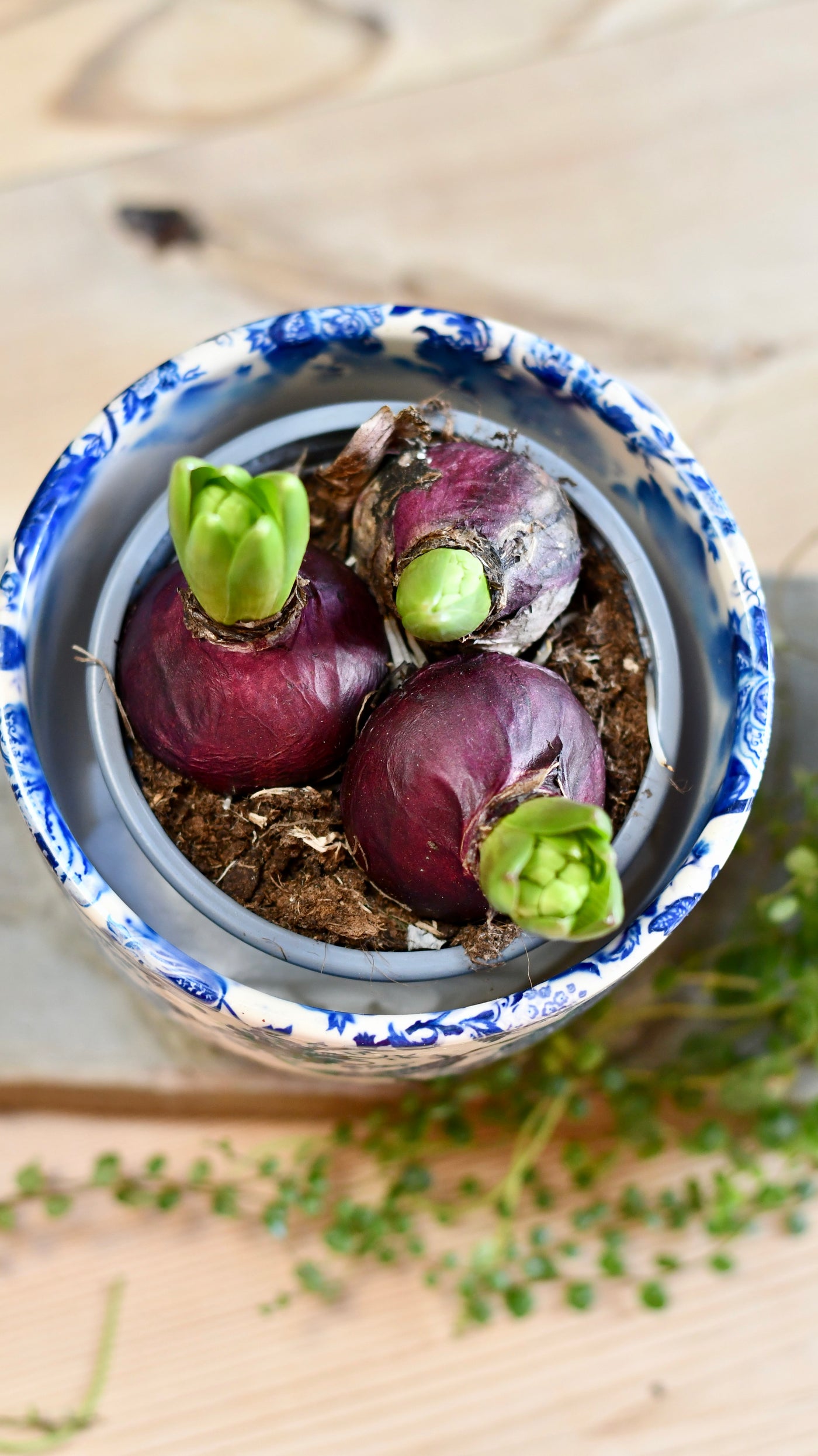 Hyacinthus Orientalis Pink Bulbs & Monza Planter