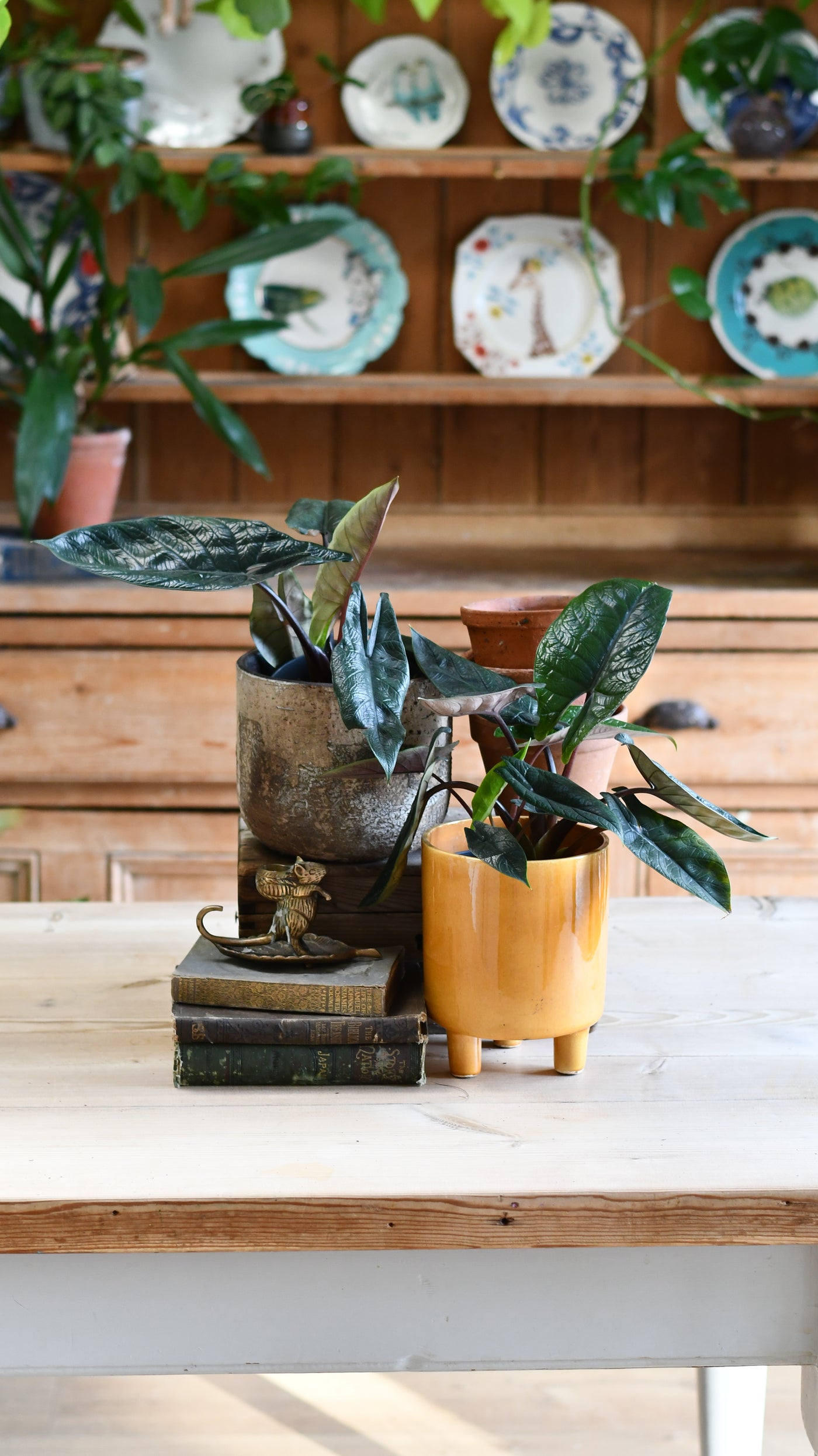 Alocasia Scalprum 'Elephant Ear'