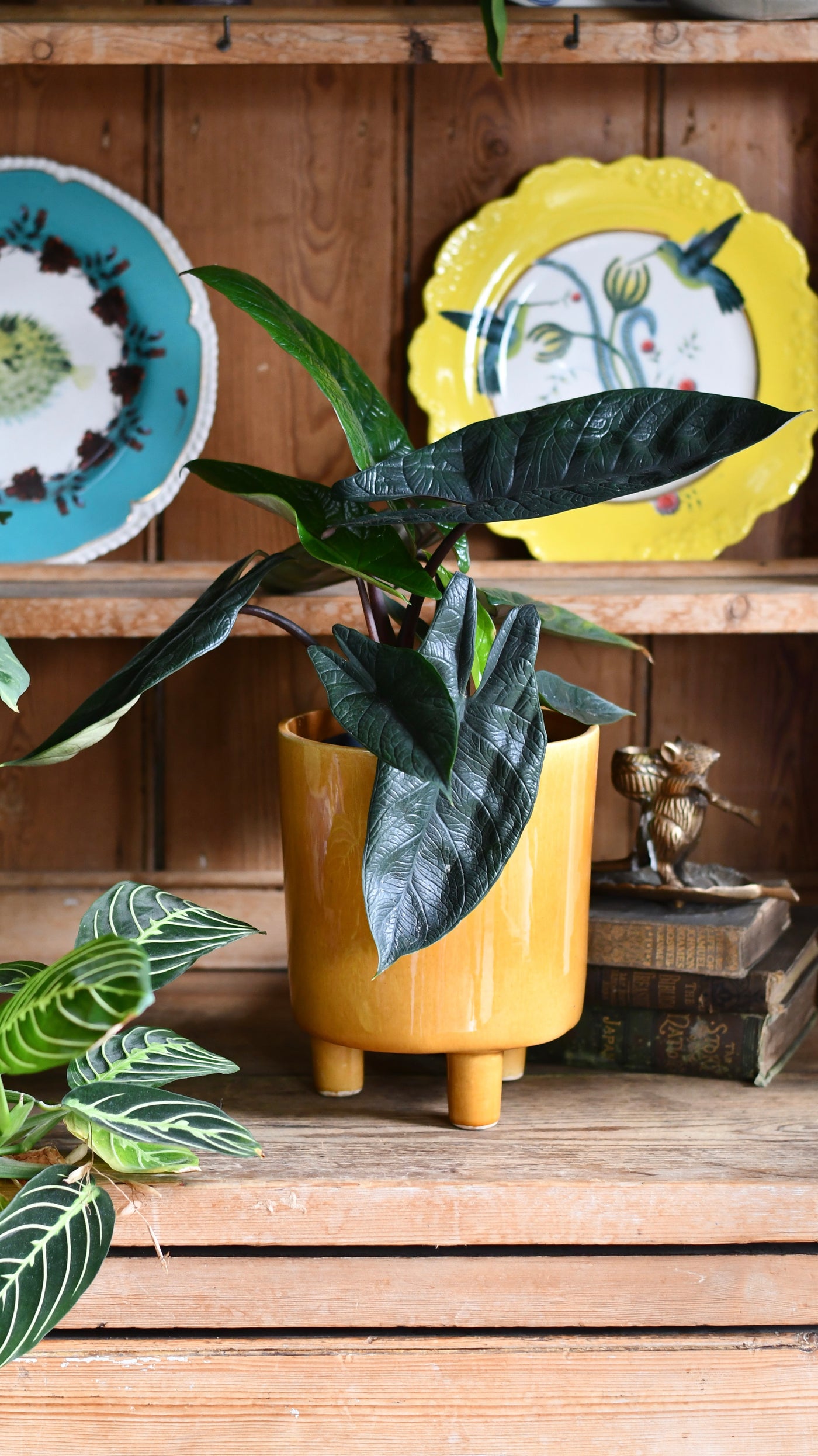 Alocasia Scalprum 'Elephant Ear'