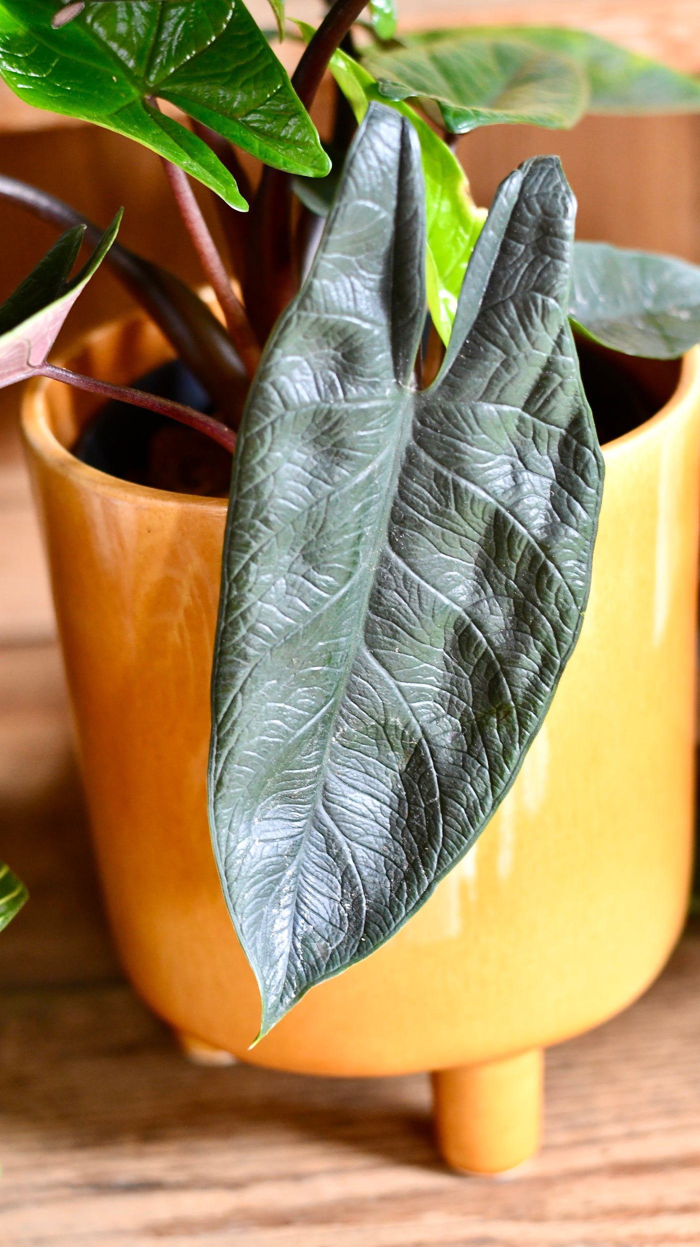 Alocasia Scalprum 'Elephant Ear'