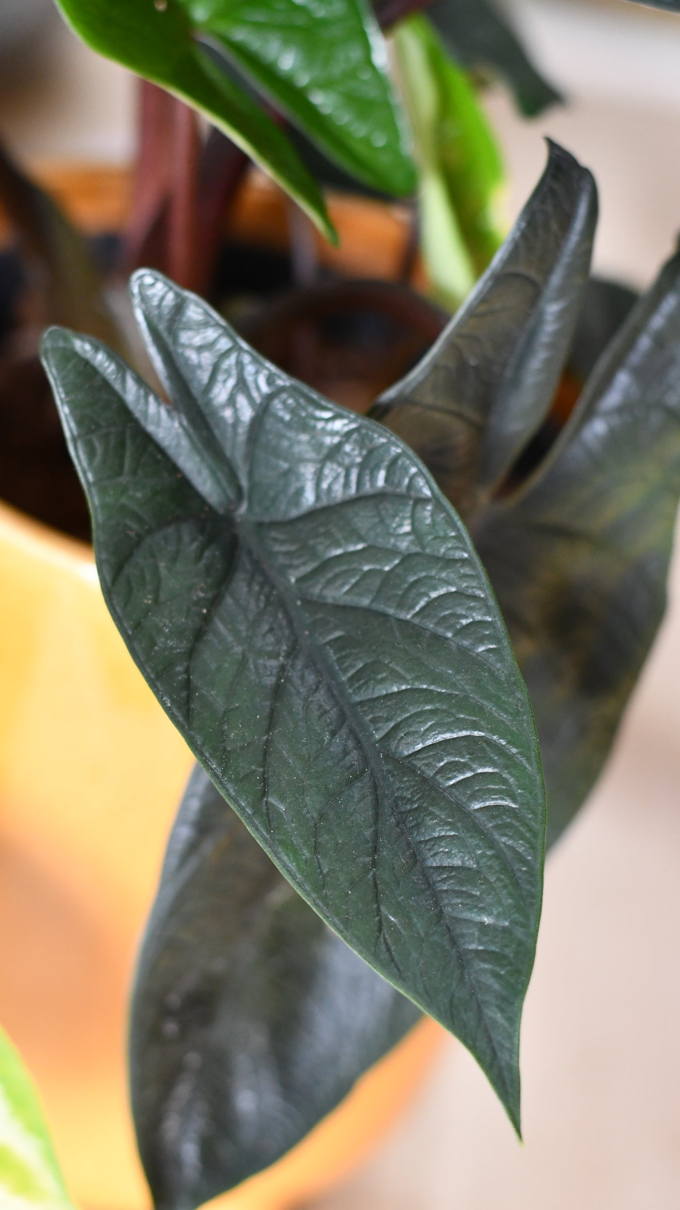 Alocasia Scalprum 'Elephant Ear'