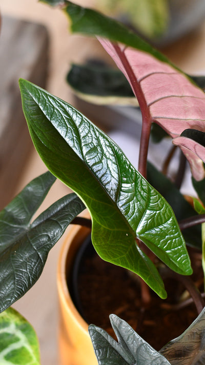 Alocasia Scalprum 'Elephant Ear'