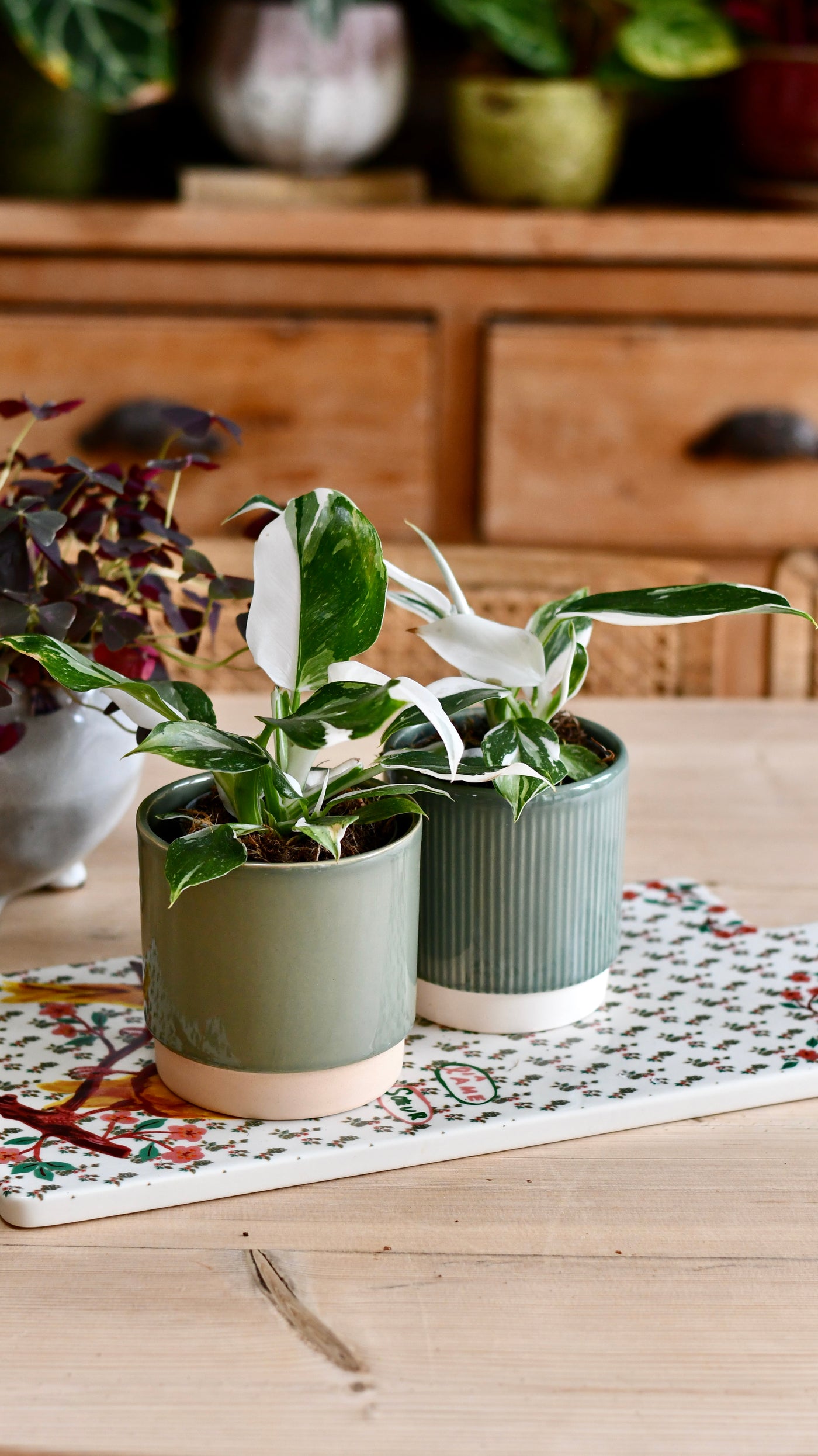 Philodendron White Knight