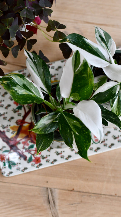 Philodendron White Knight