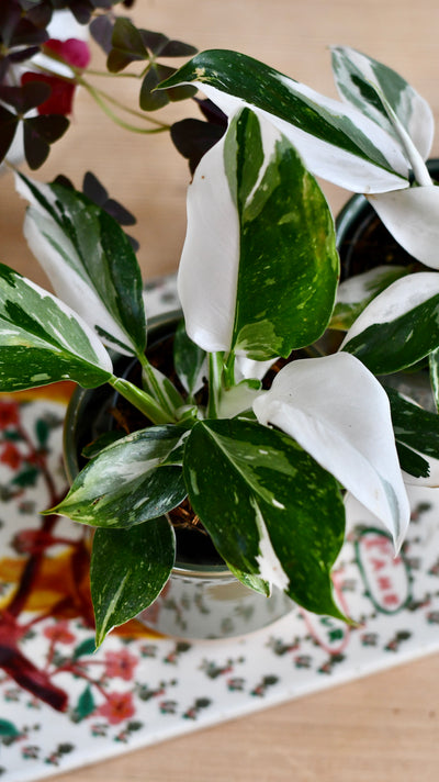 Philodendron White Knight