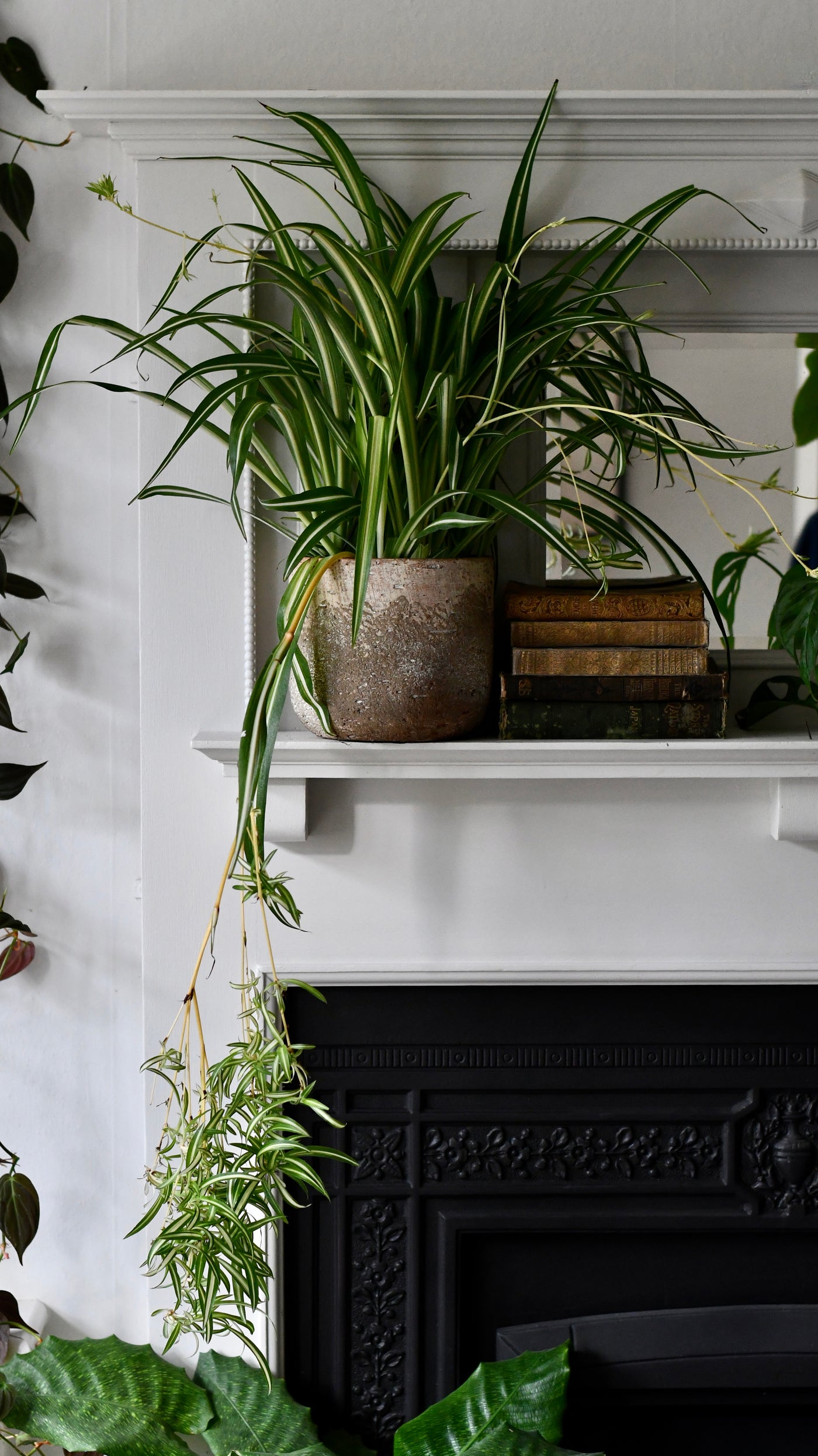 Large Chlorophytum comosum, Spider Plant