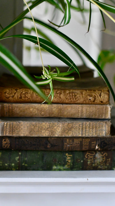 Large Chlorophytum comosum, Spider Plant