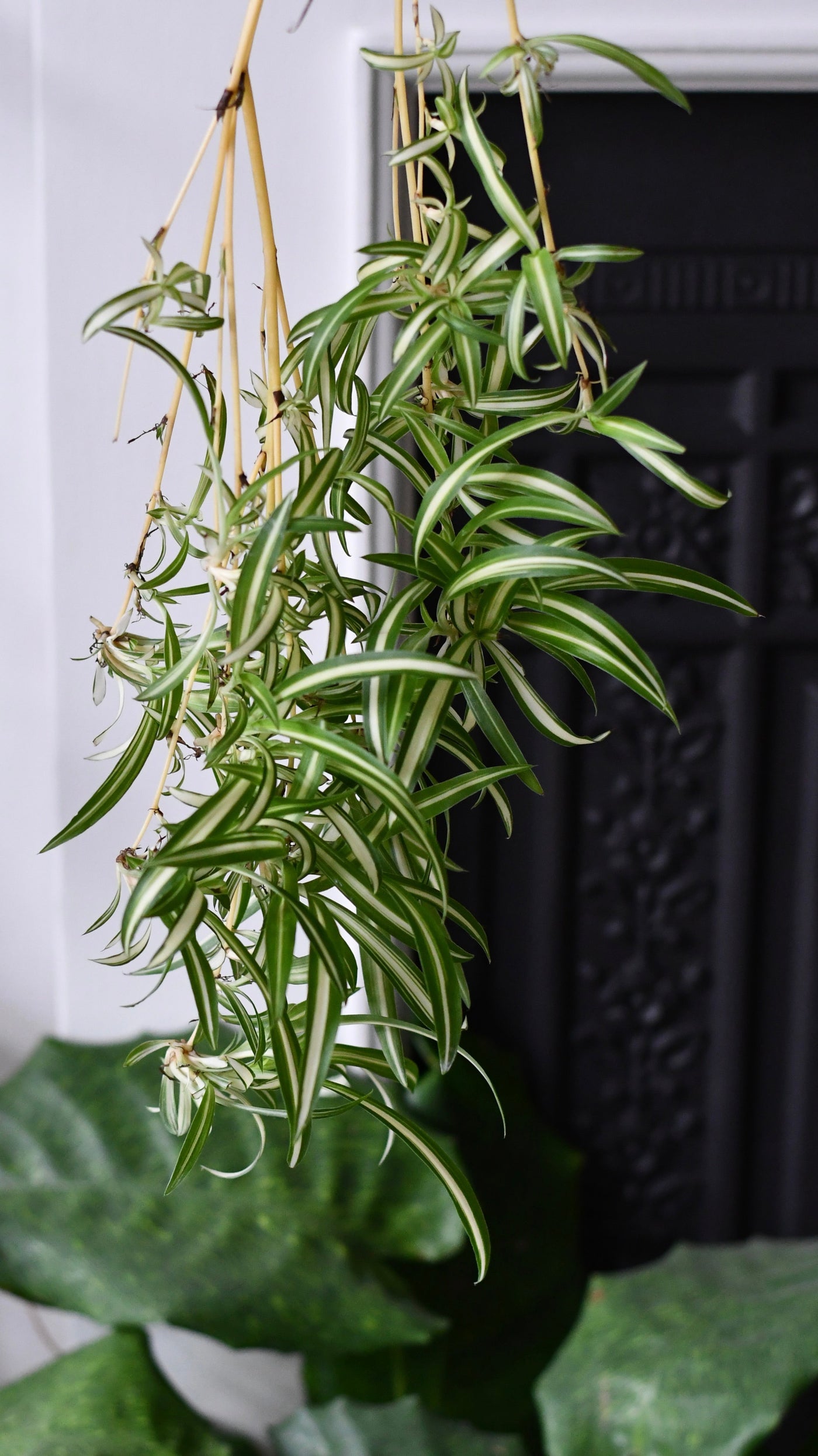 Large Chlorophytum comosum & Pot , Spider Plant & Pot