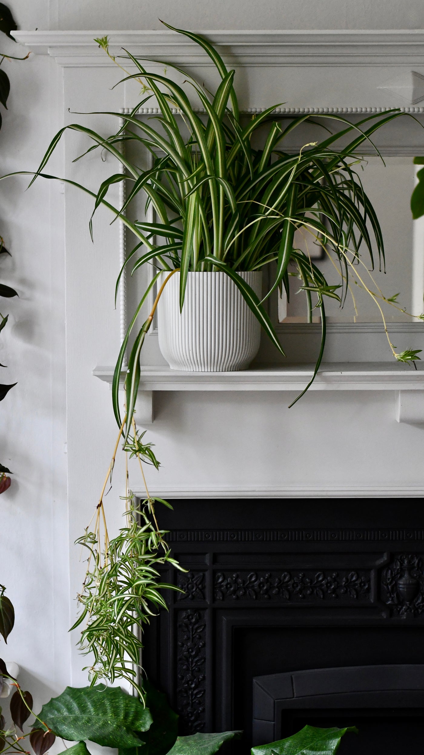 Large Chlorophytum comosum, Spider Plant