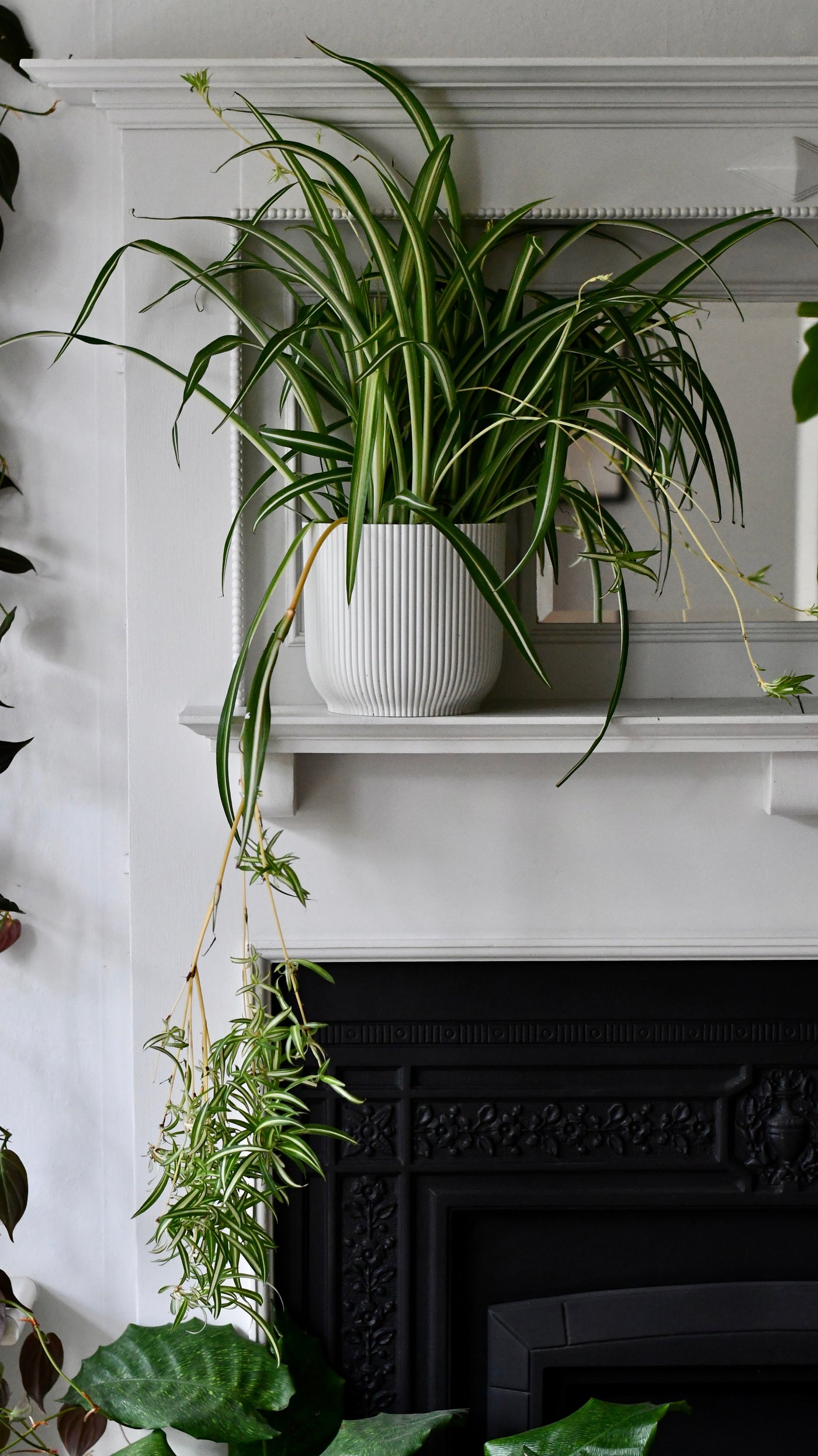 Large Chlorophytum comosum & Pot , Spider Plant & Pot